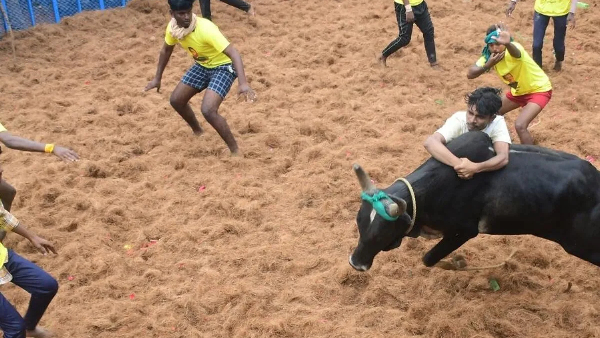  For the first time ever Sri lanka to host its Jallikattu today