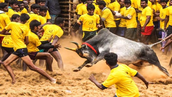 Taminadus first Jallikattu to happen in Pudukkottai thachankurichi today 