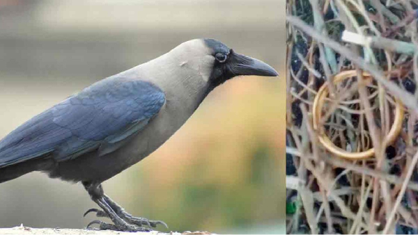 In Kerala Gold bangle theft by crow and recovered from its nest 