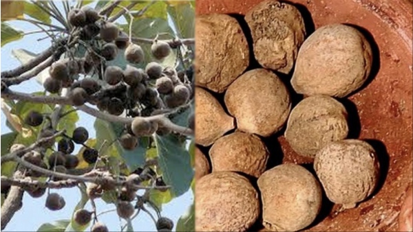  Do you know the Excellent Health benefits in Thandrikkai and Medicinal Uses of Terminalia bellirica alice Thanrikkai Powder 