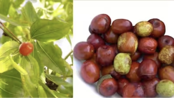Do you know the Excellent Health Benefits of Elanthai Pazham and Jujube Fruit alice elanthai Palam is Best for Women