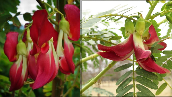 Do you know the Excellent Health Benefits of Agathi Poo and agathi pookkal is the Best for Men