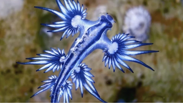 Do you know more details about Blue Dragons? 