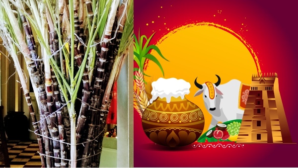 Why sugarcane gets important on pongal festival day? why we are should eat this? details here 