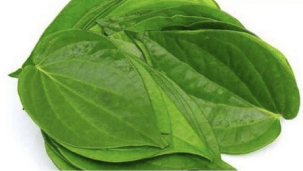 Do you know the Amazing Benefits in Betel Leaf and and Betel Leaves are the Best for Weight Loss