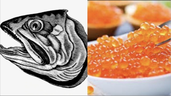 Do you know the Excellent Health Benefits in the Fish Egg and Fish Eggs are the Best Food for all