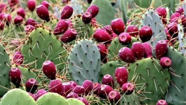 Do you know the health benefits of Chappathi kalli? Do you know the health benefits of Chappathi kalli?