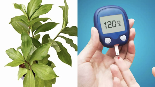 Do you know the Excellent Health Benefits of Insulin Leaf and 3 Super Leaves including Guava Leaves to control diabetics 