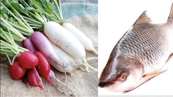 Do you Know the Super Health Benefits of Radish Vegetable and Can we Eat Radish with Fish Do you Know the Super Health Benefits of Radish Vegetable and Can we Eat Radish with Fish