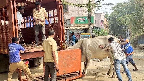 People of Chennai should not rely only on the streets to raise cows : Radhakrishnan IAS 