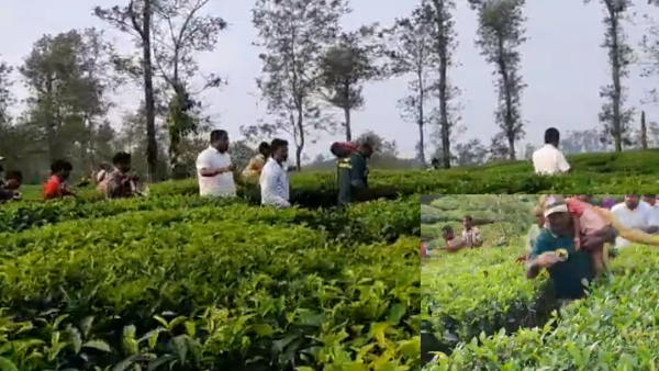 First dose of anesthetic was injected to a leopard that killed 2 people in Pandalur