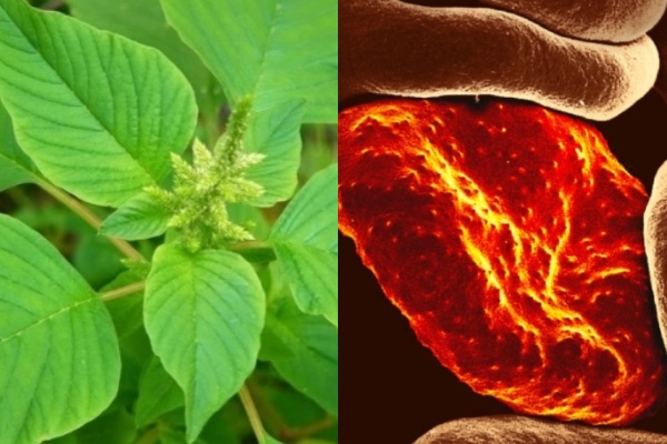 Do you know the Health Benefits of Agathi Keerai and Kuppai Keerai is the Best for increase Hemoglobin level