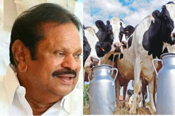 Former Minister Mullaivendhan is now looking the dairy farming business along with agriculture Former Minister Mullaivendhan is now looking the dairy farming business along with agriculture