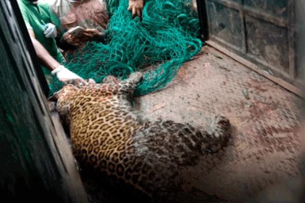 First dose of anesthetic was injected to a leopard that killed 2 people in Pandalur
