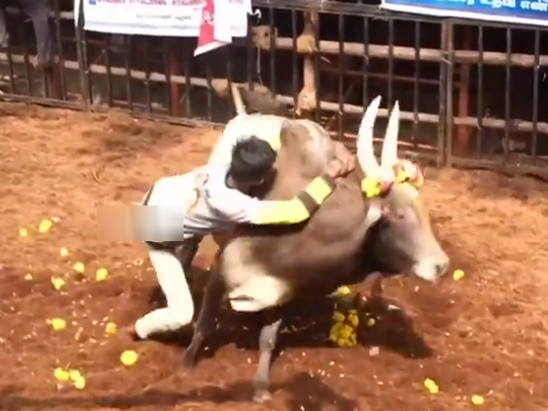 What should Tamil Cricket commentators learn from Jallikattu commentor? 