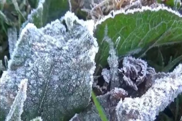 Frost warning in the Nilgiris district during the night and early morning hours 