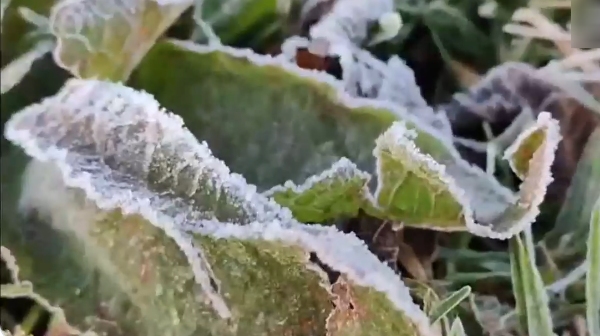 Meteorological Department has warned that there may be frost in the Nilgiris in Tamil Nadu 