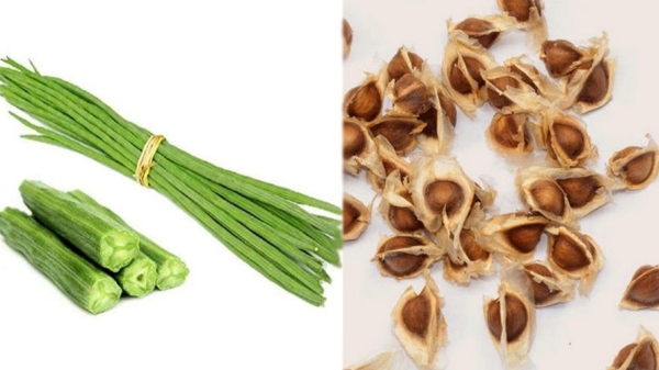  Do you know the Excellent Health Benefits of Drumsticks Seeds and drumstick seed is the best for women 