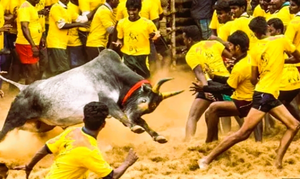 Madurai Avaniyapuram Jallikattu was flagged off by Minister Moorthy. 