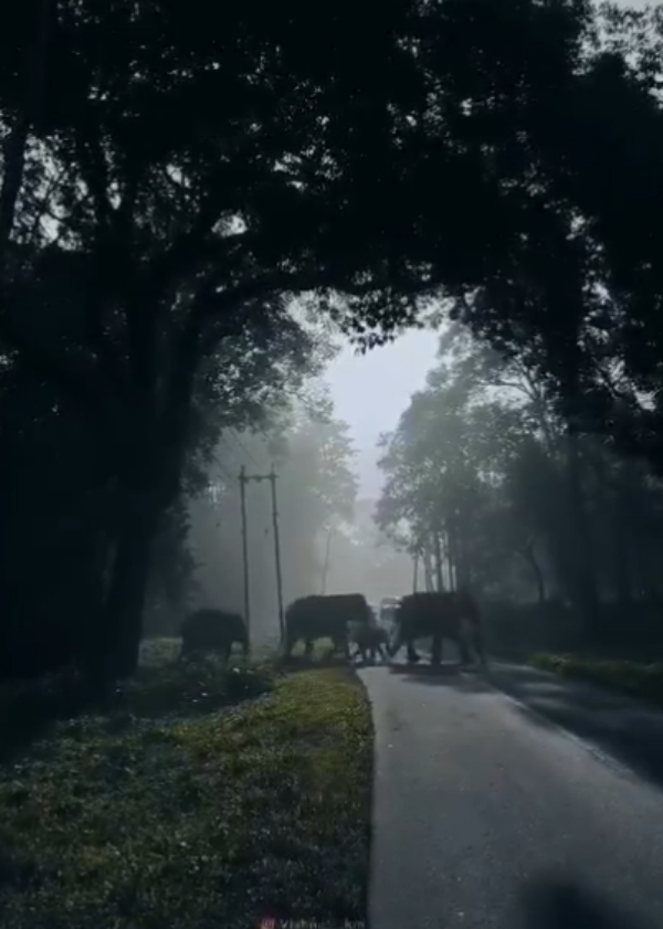Not only Ooty and Kodaikanal.. Wayanad is a place to visit at least once in a lifetime 