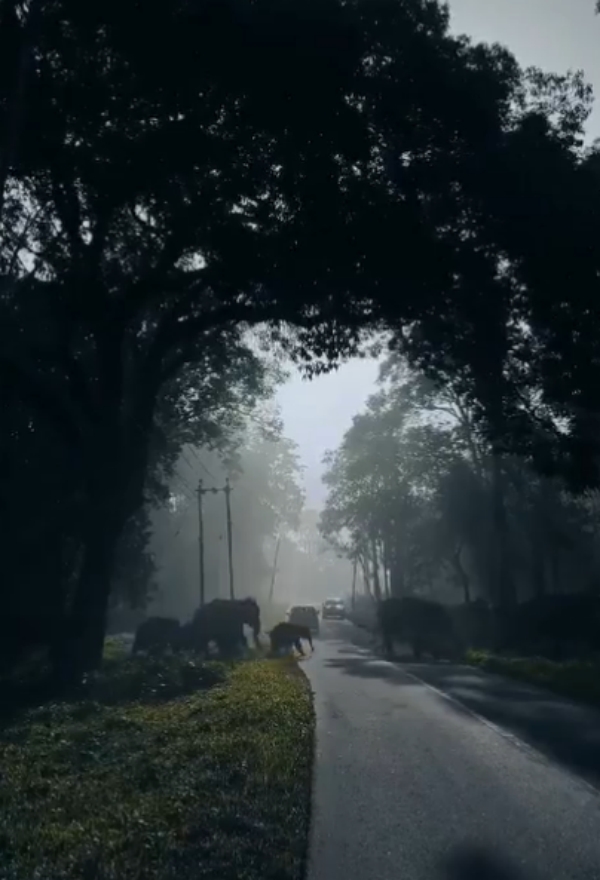 Not only Ooty and Kodaikanal.. Wayanad is a place to visit at least once in a lifetime 