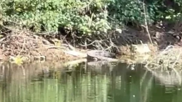 crocodile lying in the puddle missing forest department searching for it by draining the water 
