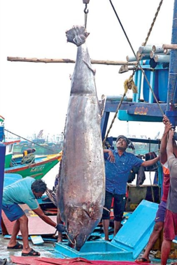 Chennai Kasimedu fishing port on sunday and what did Fisherman say about 300 kg giant fish was caught 