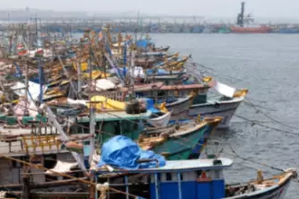 Chennai Kasimedu fishing port on sunday and what did Fisherman say about 300 kg giant fish was caught 