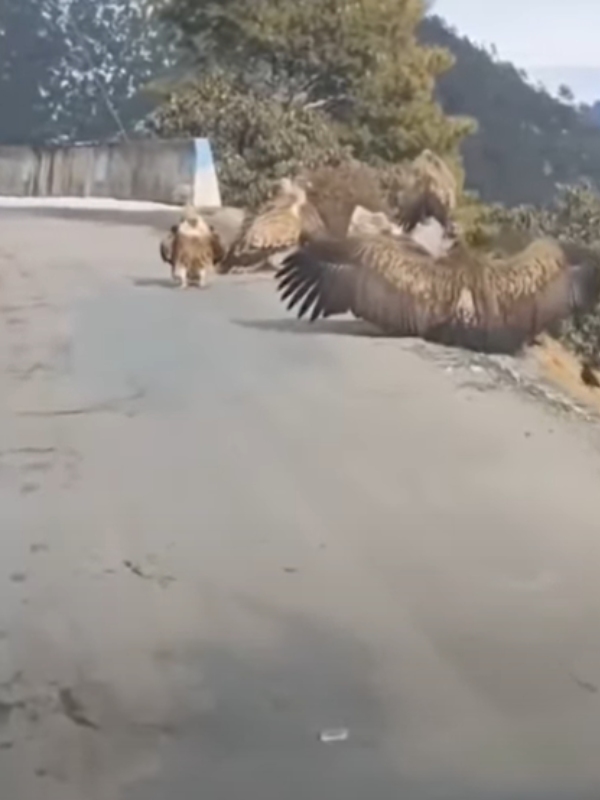 Fact check about the authenticity of the video of Jadayu birds in Ayodhya 