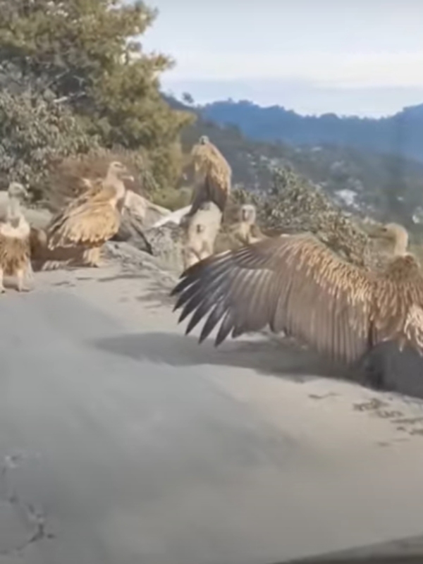 Fact check about the authenticity of the video of Jadayu birds in Ayodhya 