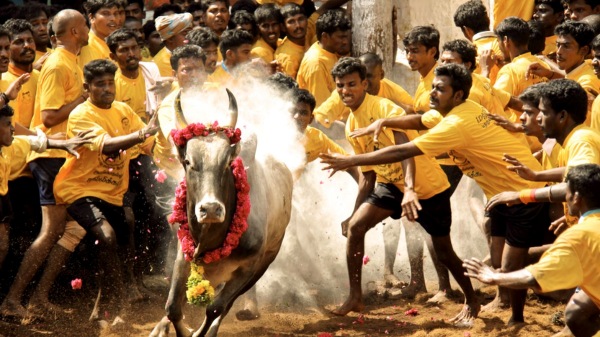 Pongal festival Mukurthakal planted today for the world famous Alanganallur jallikattu 