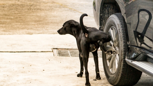 Do you know why dogs are urinating on tyres and poles? 