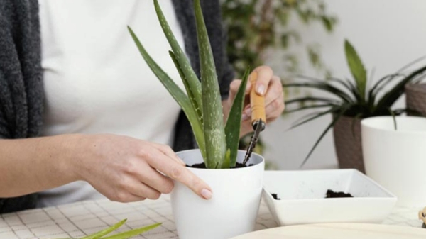 Vastu Tips for Money And Prosperty: Aloe Vera plant vastu tips and remedies