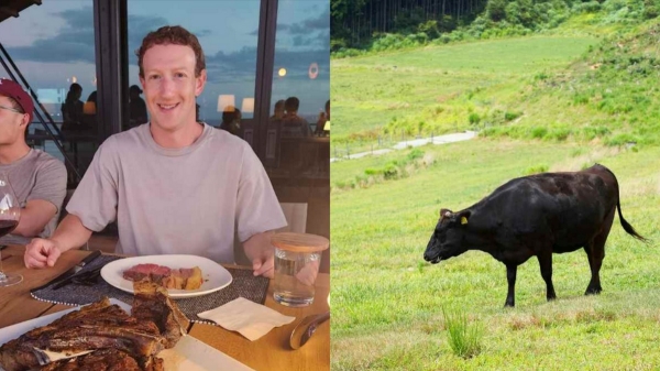 How Mark Zuckerberg is raising cows by feeding them dry fruits and beer to create worlds best beef How Mark Zuckerberg is raising cows by feeding them dry fruits and beer to create worlds best beef