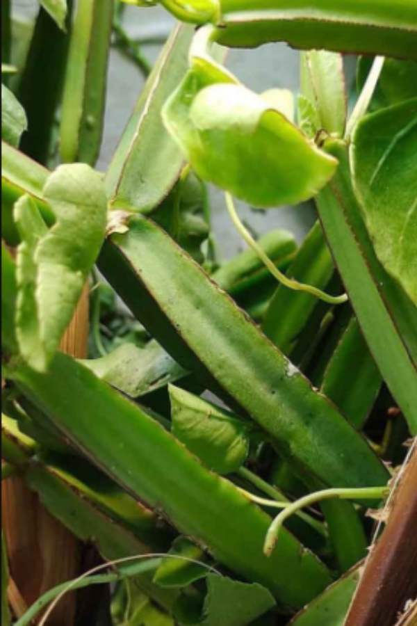 Do you know the Excellent Health Uses of Pirandai and Pirandai is the Super uses of Bone Strength Do you know the Excellent Health Uses of Pirandai and Pirandai is the Super uses of Bone Strength