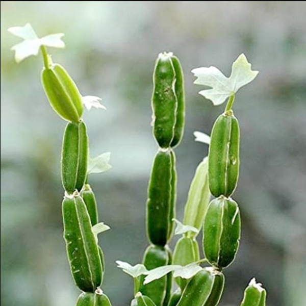 Do you know the Excellent Health Uses of Pirandai and Pirandai is the Super uses of Bone Strength Do you know the Excellent Health Uses of Pirandai and Pirandai is the Super uses of Bone Strength