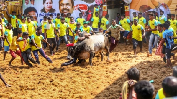 The world-famous Palamedu Jallikattu started: 1,000 bulls and 700 cowherds participate 