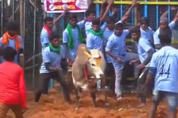 Jallikattu Bull didnt allow single person near but it turned quiet when its owner came Jallikattu Bull didnt allow single person near but it turned quiet when its owner came