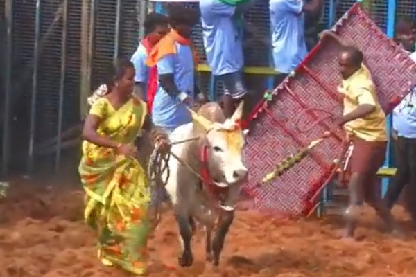 Jallikattu Bull didnt allow single person near but it turned quiet when its owner came Jallikattu Bull didnt allow single person near but it turned quiet when its owner came