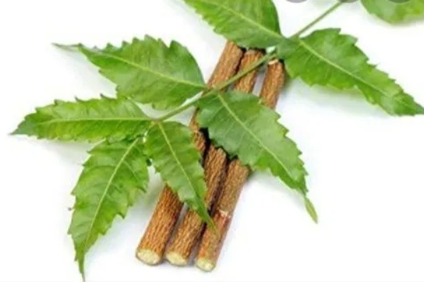 Do you know the Excellent Health Benefits in Murungai Kuchi and Neem Stick is the Best for all Do you know the Excellent Health Benefits in Murungai Kuchi and Neem Stick is the Best for all