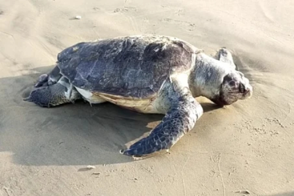 What happened in Vizhupuram and 2 turtle came to the Villupuram Marakkanam Beach to lay its eggs What happened in Vizhupuram and 2 turtle came to the Villupuram Marakkanam Beach to lay its eggs