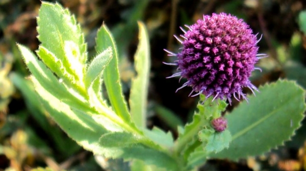 Do you know the Excellent Health Benefits of Kottai Karanthai and Kottaikaranthai Leaves are the Best for Piles Patients Do you know the Excellent Health Benefits of Kottai Karanthai and Kottaikaranthai Leaves are the Best for Piles Patients