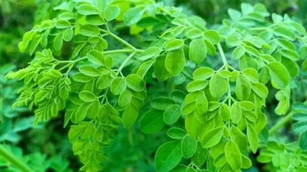 Do you know the Amazing Health Uses of Drumstick Leaves and 10 Super Benefits of Drumstick leaf Murungai Keerai Do you know the Amazing Health Uses of Drumstick Leaves and 10 Super Benefits of Drumstick leaf Murungai Keerai