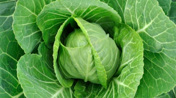 Do you know the Excellent Health benefits of Cabbage Leaf and cabbage leaves is the Super food for all Do you know the Excellent Health benefits of Cabbage Leaf and cabbage leaves is the Super food for all