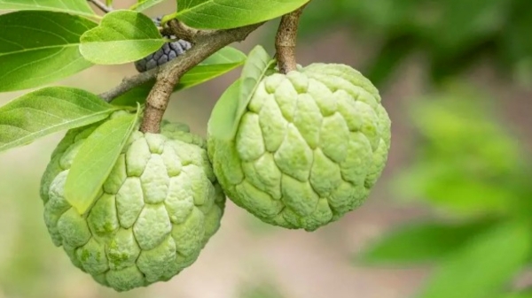 Do you know the Amazing Health Uses of Custard Apple and custard apple is the Excellent Fruit for Rheumatism