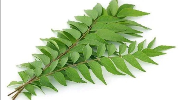 Do you know the Excellent Benefits of Curry Leaf and Curry Leaves are the Best for Eye Sights