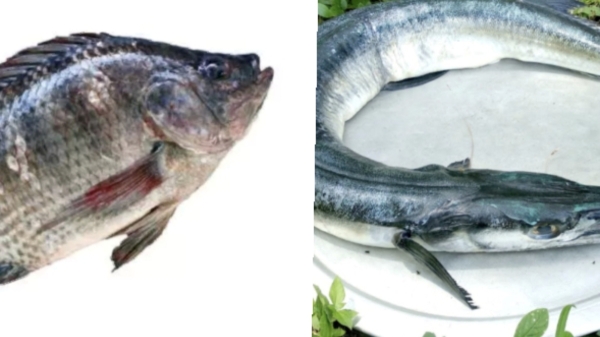 Do you know the Health Benefits of Mural Fish and What are the Best Fish to reduce Over Weight