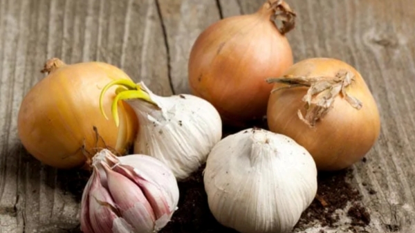 Rahu Ketu: Do you know why onions and white garlic are not used on fasting days?
