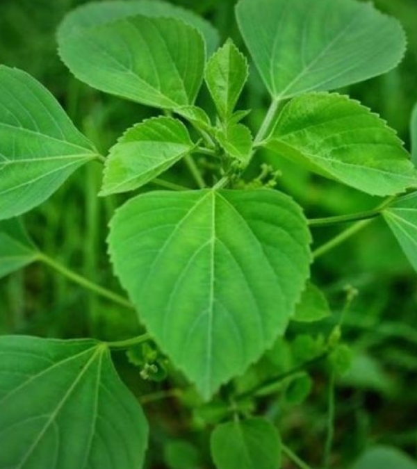 Do you know the Excellent Health Benefits of Kuppaimeni Leaves and Kuppaimeni Oil is the Best for Skin diseases