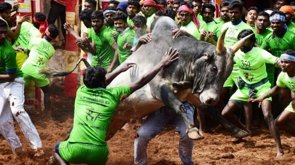 Man injured in manjuvirattu dies in Madurai Rajaji hospital 